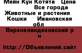 Мейн Кун Котята › Цена ­ 15 000 - Все города Животные и растения » Кошки   . Ивановская обл.,Верхнеландеховский р-н